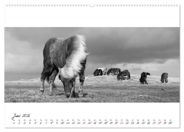 Produktbild: Islandpferde von Brimilsvellir (hochwertiger Premium Wandkalender 2026 DIN A2 quer), Kunstdruck in Hochglanz