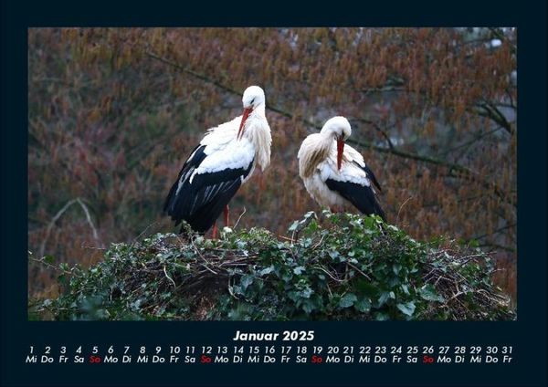 Produktbild: V&ouml;gel 2025 Fotokalender DIN A4