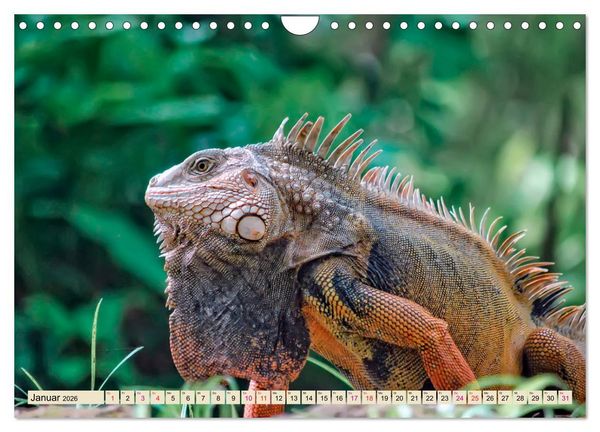 Produktbild: Wundersch&ouml;ner Leguan (Wandkalender 2026 DIN A4 quer), CALVENDO Monatskalender