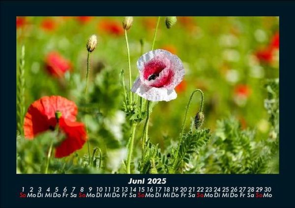 Produktbild: Pflanzen und Bl&uuml;ten 2025 Fotokalender DIN A5