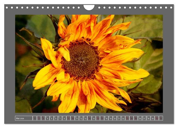 Produktbild: Blumen f&uuml;r dich (Wandkalender 2026 DIN A4 quer), CALVENDO Monatskalender