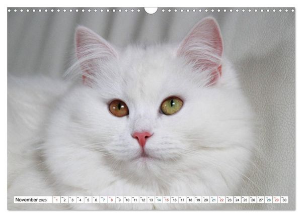 Produktbild: Die Perserkatze - Farbschlag Wei&szlig; (Wandkalender 2026 DIN A3 quer), CALVENDO Monatskalender