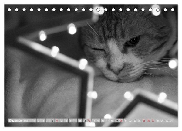 Produktbild: Katzen Pers&ouml;nlichkeiten 2026 (Tischkalender 2026 DIN A5 quer), CALVENDO Monatskalender