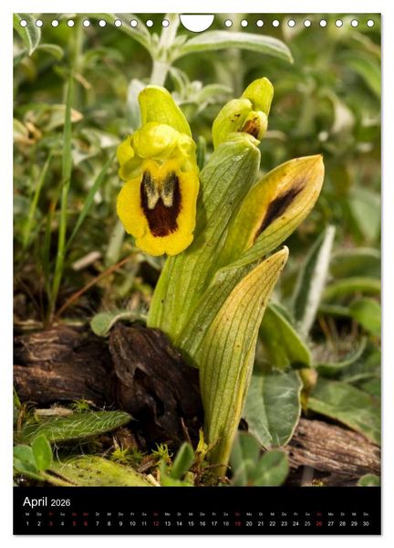 Produktbild: Orchideen in S&uuml;deuropa (Wandkalender 2026 DIN A4 hoch), CALVENDO Monatskalender