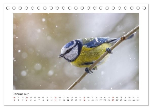 Produktbild: Gefiederte Garteng&auml;ste, Blaumeisen (Tischkalender 2026 DIN A5 quer), CALVENDO Monatskalender