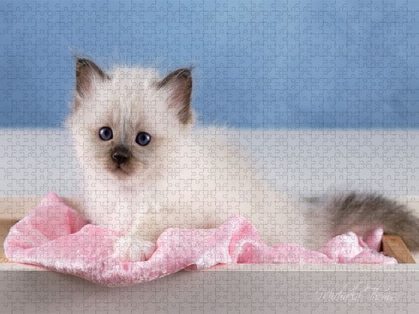 Produktbild: CALVENDO Puzzle Ein Motiv aus dem Kalender Heilige Birma Kitten - ein Traum auf wei&szlig;en Pf&ouml;tchen | 1000 Teile Lege-Gr&ouml;&szlig;e 64x48cm Foto-Puzzle f&uuml;r gl&uuml;ckliche Stunden