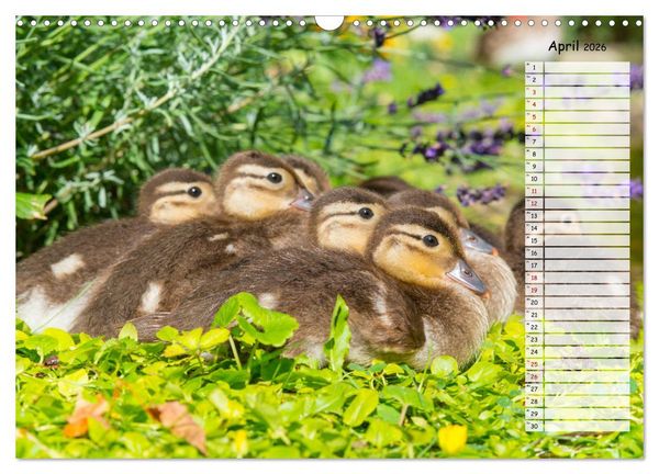 Produktbild: Geliebte Tiere auf dem Bauernhof (Wandkalender 2026 DIN A3 quer), CALVENDO Monatskalender
