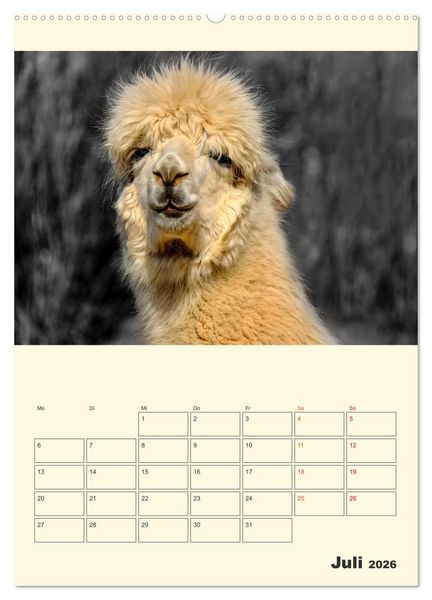 Produktbild: Putzige Alpakas (hochwertiger Premium Wandkalender 2026 DIN A2 hoch), Kunstdruck in Hochglanz
