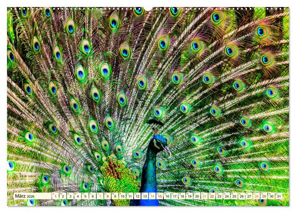 Produktbild: Sch&ouml;ner Pfau (hochwertiger Premium Wandkalender 2026 DIN A2 quer), Kunstdruck in Hochglanz