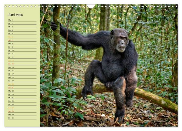 Produktbild: Ugandas wilde Menschenaffen (Wandkalender 2026 DIN A3 quer), CALVENDO Monatskalender