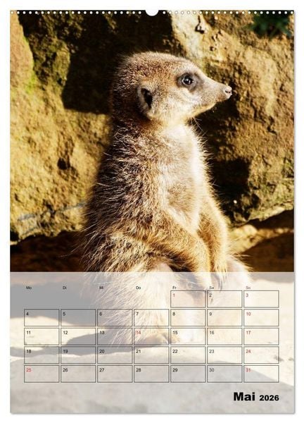 Produktbild: Erdm&auml;nnchen - Afrikas liebenswerte Zwerge (hochwertiger Premium Wandkalender 2026 DIN A2 hoch), Kunstdruck in Hochglanz