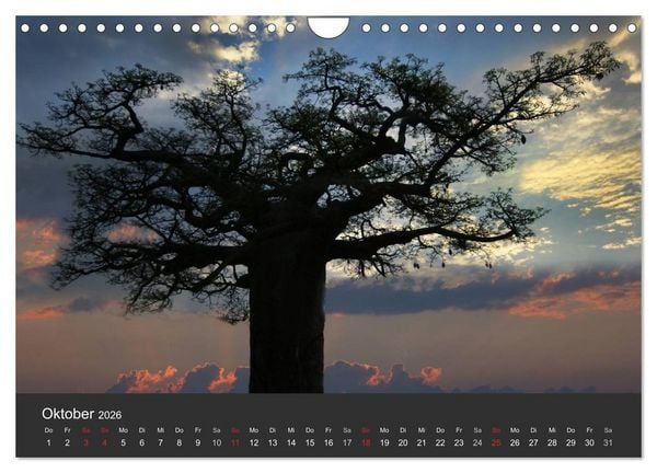 Produktbild: Alte B&auml;ume Alte Veteranen (Wandkalender 2026 DIN A4 quer), CALVENDO Monatskalender