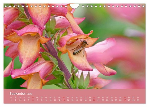 Produktbild: Fauna trifft Flora - Tierischer Besuch im Pflanzenreich (Wandkalender 2026 DIN A4 quer), CALVENDO Monatskalender