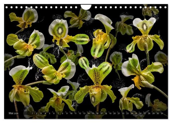 Produktbild: Orchidea (Wandkalender 2026 DIN A4 quer), CALVENDO Monatskalender