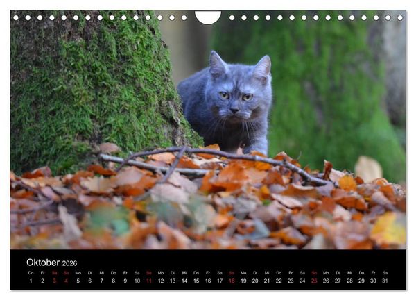 Produktbild: Haustiger - Ein Katzenkalender (Wandkalender 2026 DIN A4 quer), CALVENDO Monatskalender