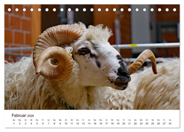 Produktbild: Sch&ouml;ne Schafe (Tischkalender 2026 DIN A5 quer), CALVENDO Monatskalender