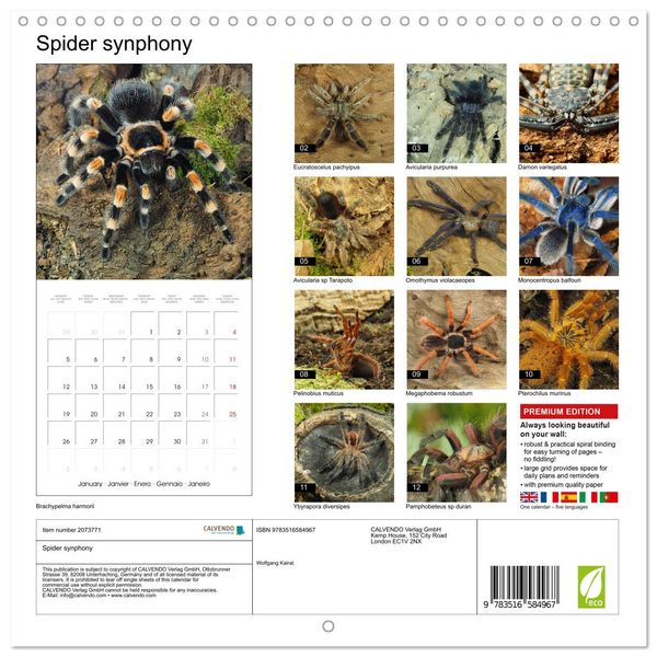 Produktbild: Spider synphony (Wall Calendar 2026 12 &times; 12 Inch) CALVENDO 12 Month Wall Calendar