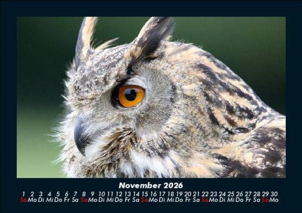 Produktbild: Tiere in der Wildnis 2026 Fotokalender DIN A5