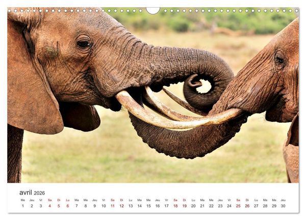 Produktbild: &Eacute;l&eacute;phants en Afrique (Calendrier mural 2026 DIN A3 vertical), CALVENDO calendrier mensuel