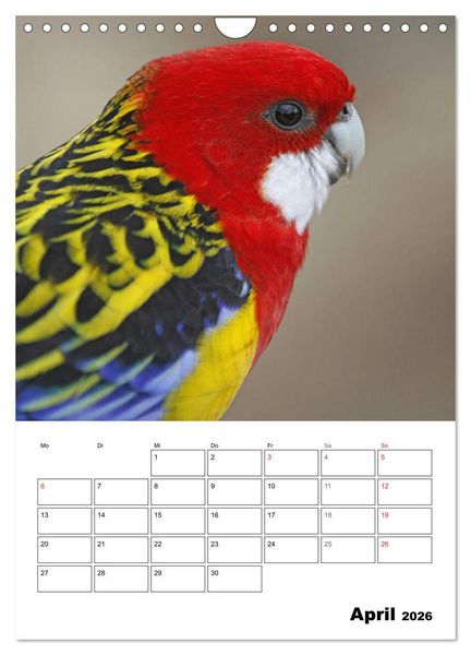 Produktbild: Papageien - Graupapagei, Rosella und Co. (Wandkalender 2026 DIN A4 hoch), CALVENDO Monatskalender