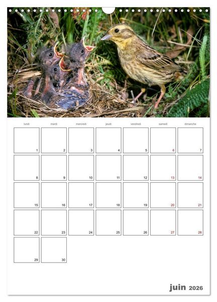 Produktbild: Les passereaux &agrave; l'or&eacute;e de la vie (Calendrier mural 2026 DIN A3 horizontal), CALVENDO calendrier mensuel