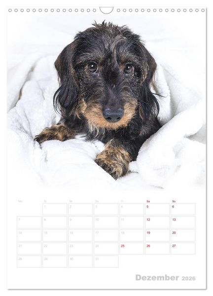 Produktbild: Der Dackel (M)ein treuer Weggef&auml;hrte (Wandkalender 2026 DIN A3 hoch), CALVENDO Monatskalender