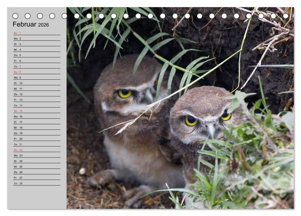 Produktbild: Eulen. W&auml;chter der Nacht (Tischkalender 2026 DIN A5 quer), CALVENDO Monatskalender
