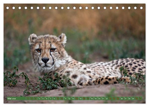 Produktbild: Afrikas Tierwelt - Geparde (Tischkalender 2026 DIN A5 quer), CALVENDO Monatskalender