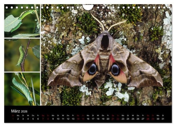 Produktbild: Schmetterlinge - Wunder der Verwandlung (Wandkalender 2026 DIN A4 quer), CALVENDO Monatskalender
