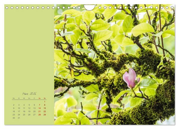 Produktbild: Bl&uuml;tenstil (Wandkalender 2026 DIN A4 quer), CALVENDO Monatskalender