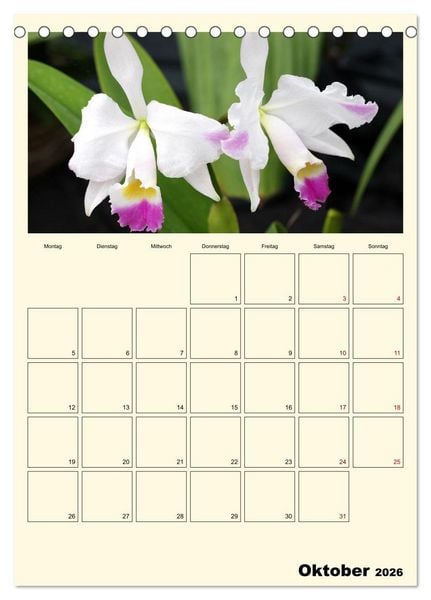 Produktbild: Orchideentr&auml;ume (Tischkalender 2026 DIN A5 hoch), CALVENDO Monatskalender