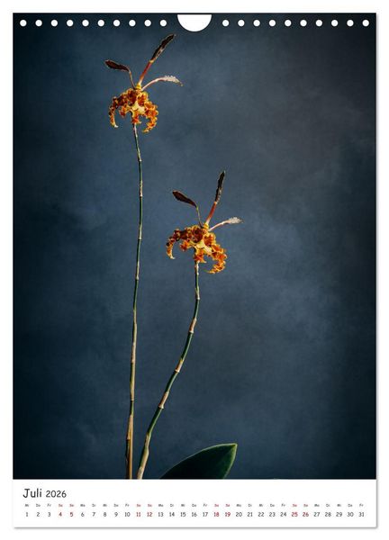 Produktbild: Orchideen Zauber (Wandkalender 2026 DIN A4 hoch), CALVENDO Monatskalender