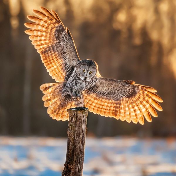Produktbild: Magic Owls 2027