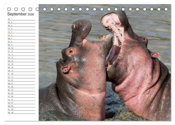 Produktbild: Emotionale Momente: Nilpferde hautnah (Tischkalender 2026 DIN A5 quer), CALVENDO Monatskalender