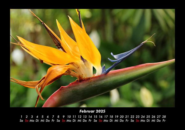 Produktbild: Blumenzauber 2025 Fotokalender DIN A3