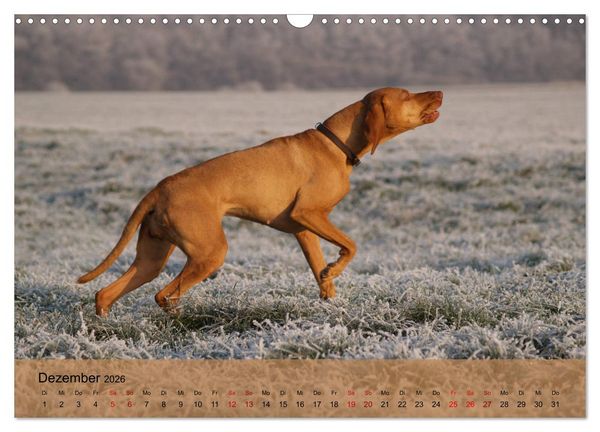 Produktbild: Magyar Vizsla - Ungarischer Vorstehhund (Wandkalender 2026 DIN A3 quer), CALVENDO Monatskalender
