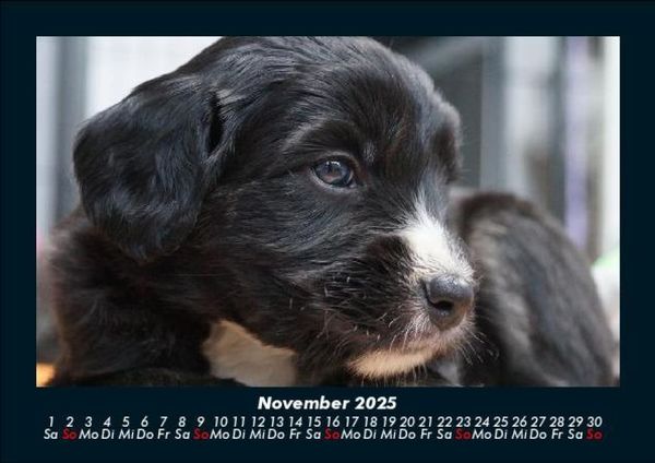 Produktbild: Welpen 2025 Fotokalender DIN A5