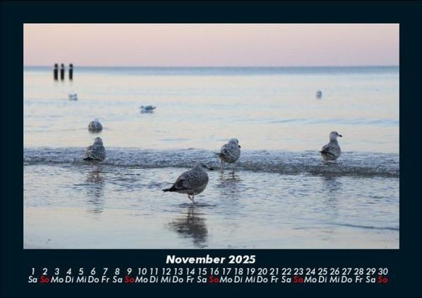 Produktbild: M&ouml;wen 2025 Fotokalender DIN A5