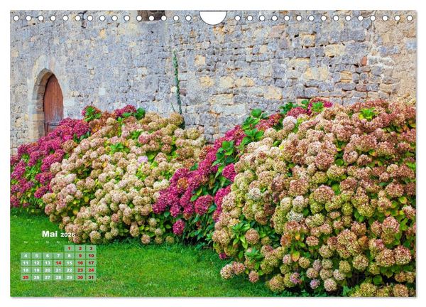 Produktbild: Ein Hortensientraum (Wandkalender 2026 DIN A4 quer), CALVENDO Monatskalender