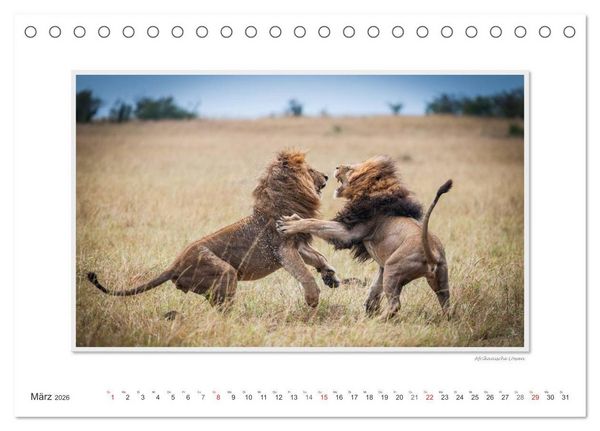 Produktbild: Emotionale Momente: Gro&szlig;e Raubkatzen der Welt. (Tischkalender 2026 DIN A5 quer), CALVENDO Monatskalender