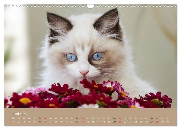 Produktbild: Verliebt in Ragdolls ... die sanfte Katzenrasse (Wandkalender 2026 DIN A3 quer), CALVENDO Monatskalender