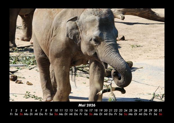 Produktbild: Der Elefantenkalender 2026 Fotokalender DIN A3