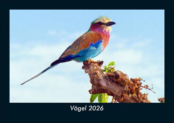 Vögel 2026 Fotokalender DIN A5