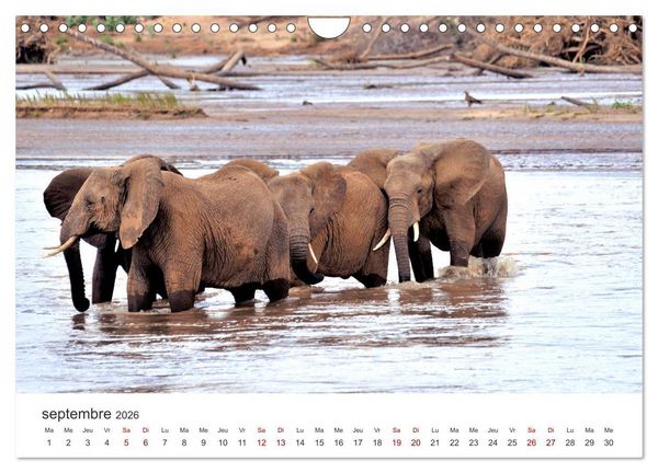 Produktbild: &Eacute;l&eacute;phants en Afrique (Calendrier mural 2026 DIN A4 vertical), CALVENDO calendrier mensuel