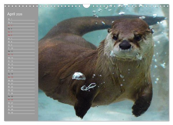 Produktbild: Otter. Frech, laut und clever (Wandkalender 2026 DIN A3 quer), CALVENDO Monatskalender