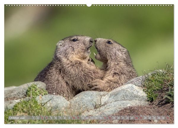 Produktbild: Tiere der Alpen - Murmeltier-Kinder (Wandkalender 2026 DIN A2 quer), CALVENDO Monatskalender
