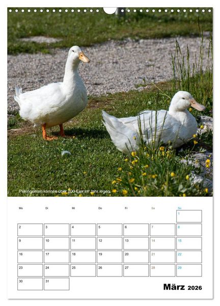 Produktbild: Liebenswerte Landtiere (Wandkalender 2026 DIN A3 hoch), CALVENDO Monatskalender