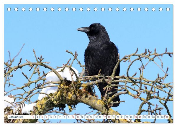 Produktbild: Heimische V&ouml;gel - Im Wald, im Garten und auf der Wiese (Tischkalender 2026 DIN A5 quer), CALVENDO Monatskalender