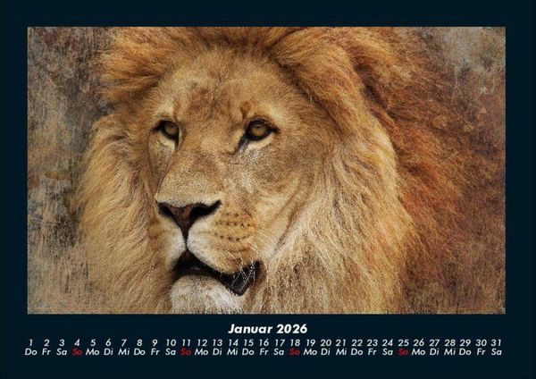 Produktbild: L&ouml;wen in der Wildnis 2026 Fotokalender DIN A4