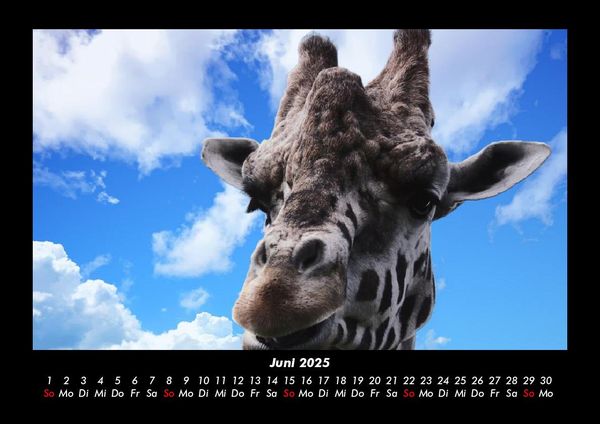 Produktbild: Giraffen 2025 Fotokalender DIN A3